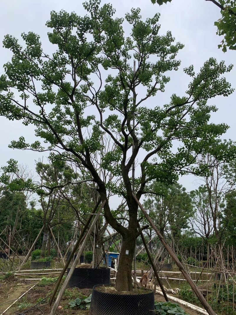 容器苗乌桕，大量供应，一手货源