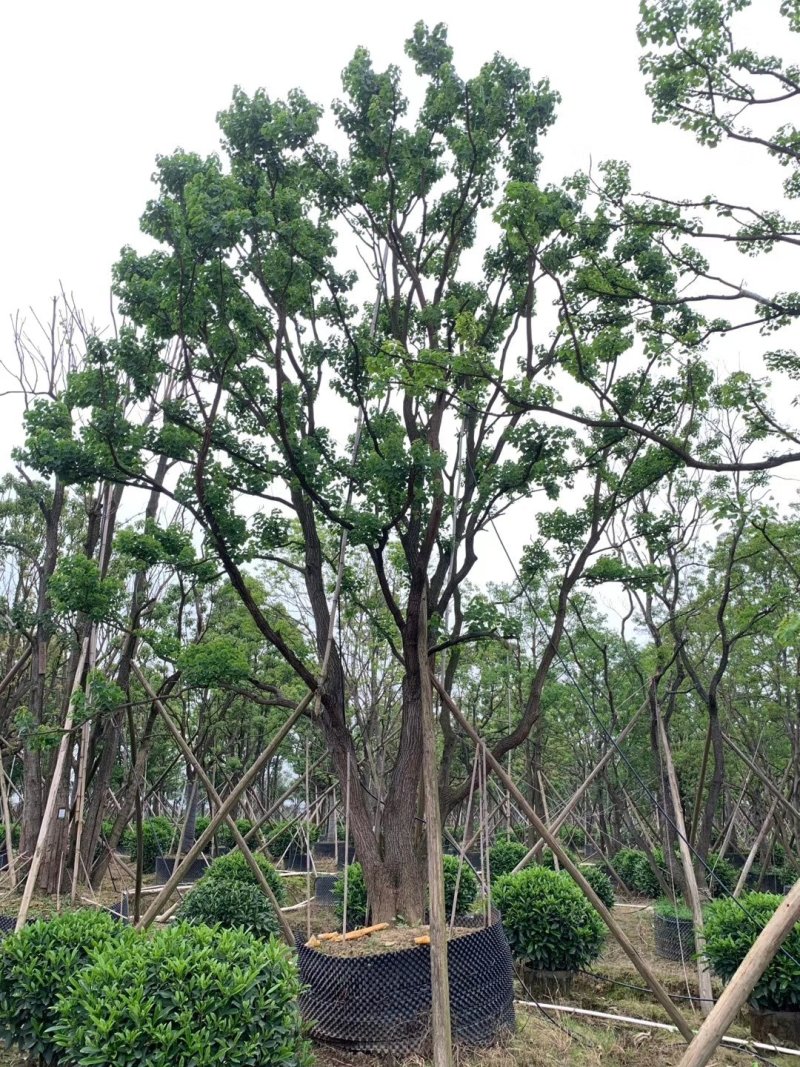 容器苗乌桕，大量供应，一手货源