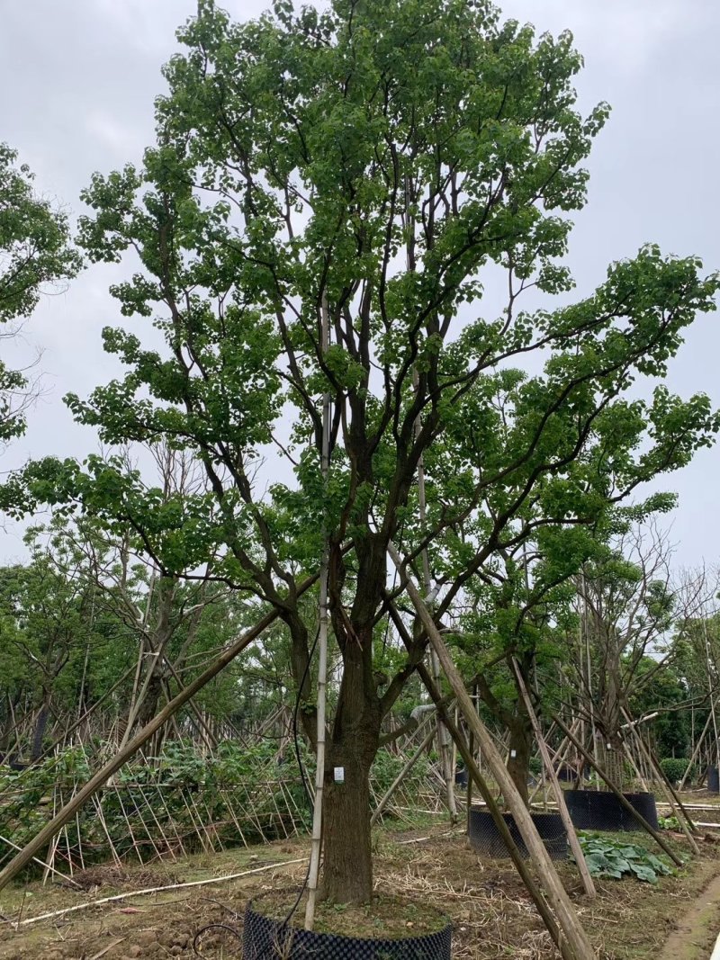 容器苗乌桕，大量供应，一手货源