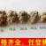三七田七水洗全干多规格云南文山产地直供另可配礼盒