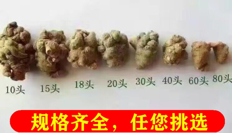 三七田七水洗全干多规格云南文山产地直供另可配礼盒