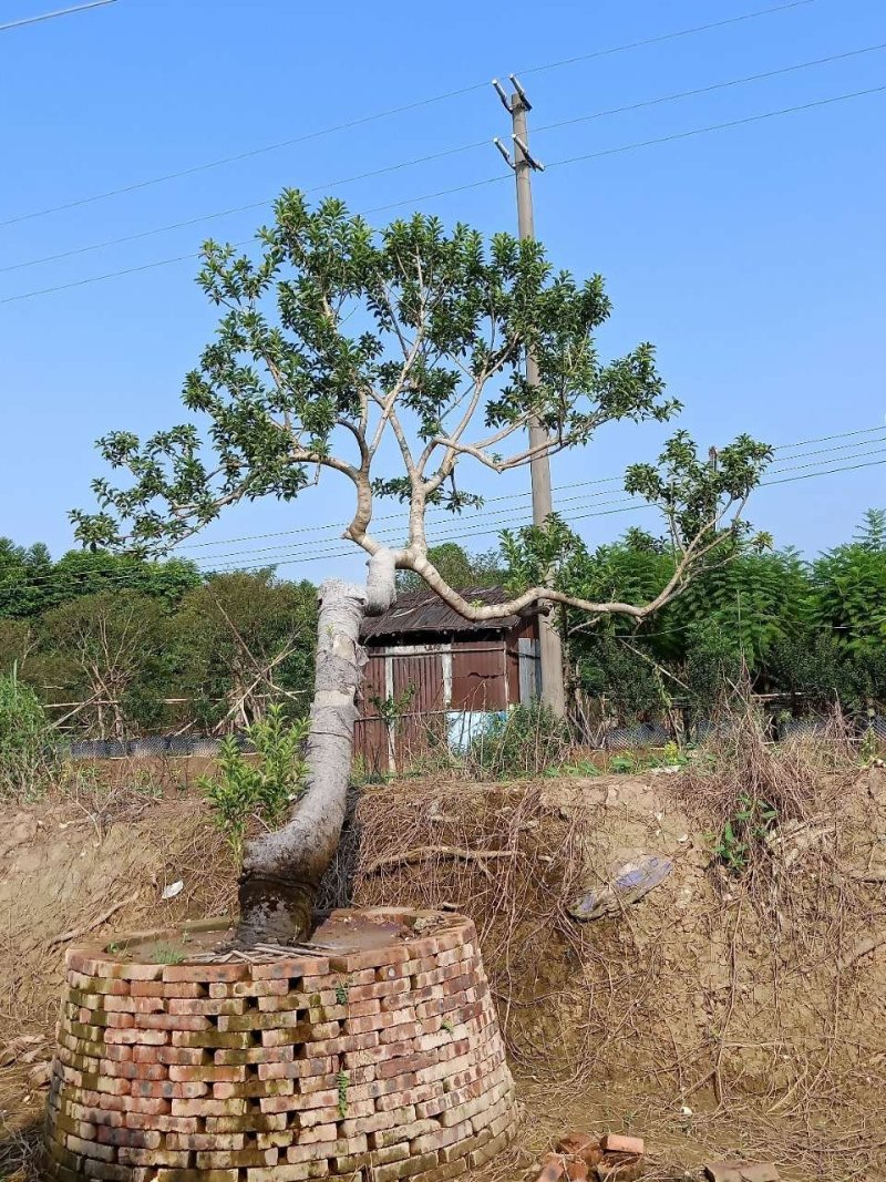 容器苗铁冬青，水景假山斜飘树
