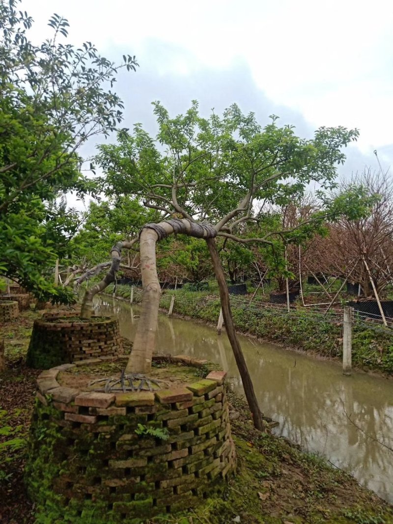 容器苗铁冬青，水景假山斜飘树