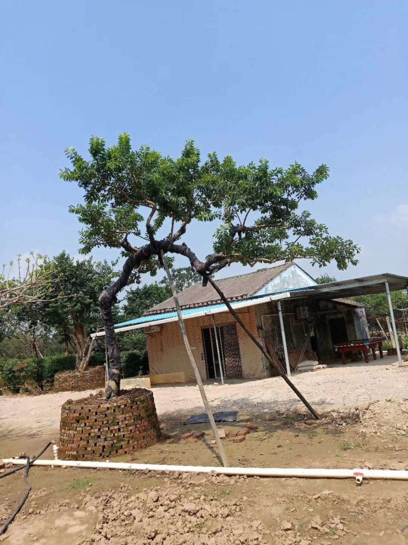 容器苗铁冬青，水景假山斜飘树