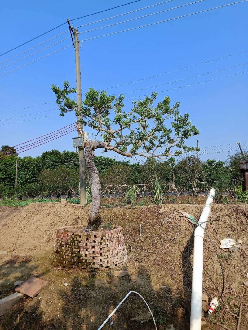 容器苗铁冬青，水景假山斜飘树