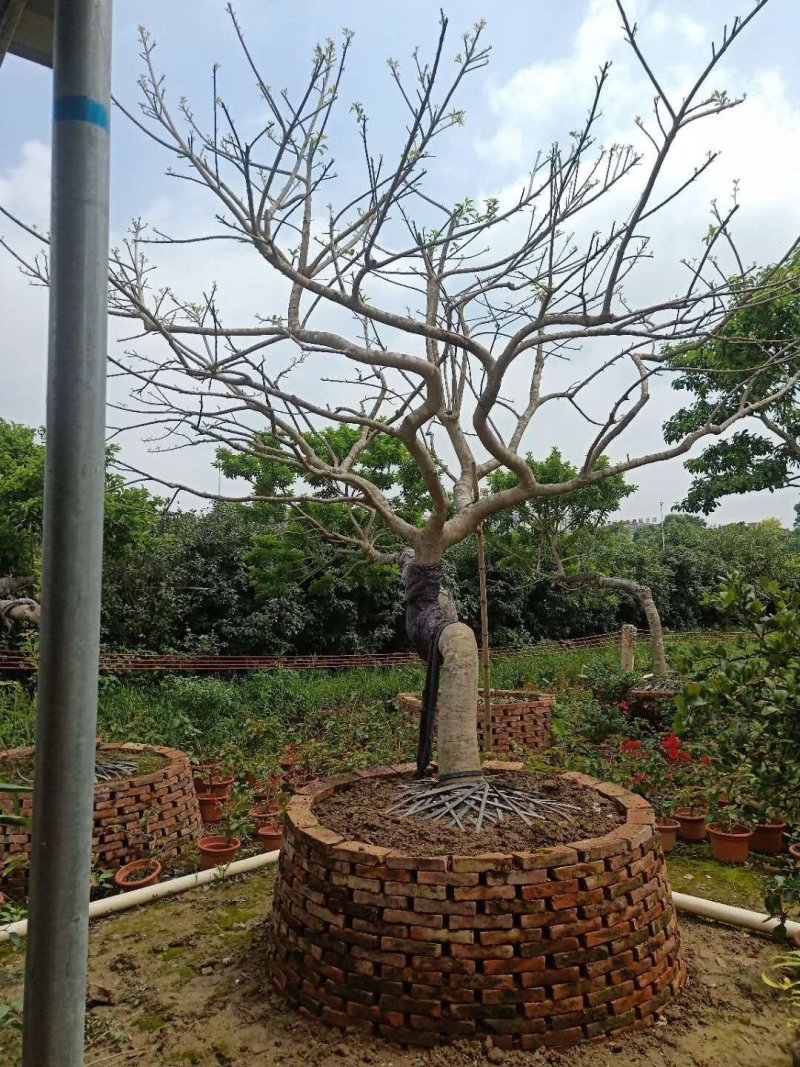 容器苗铁冬青，水景假山斜飘树