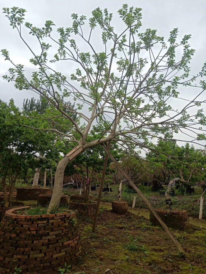 容器苗铁冬青，水景假山斜飘树