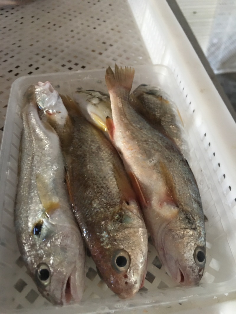 加芒鱼小船放鳞作业8-10条8两