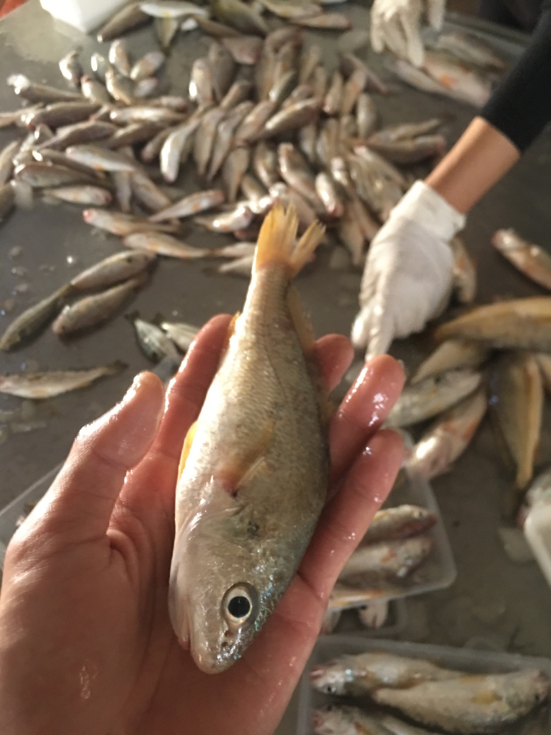 加芒鱼小船放鳞作业8-10条8两