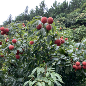 仙进奉荔枝苗