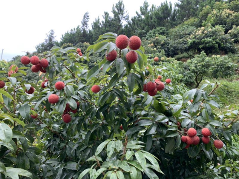 仙进奉荔枝苗