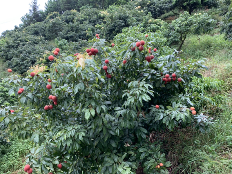 仙进奉荔枝苗