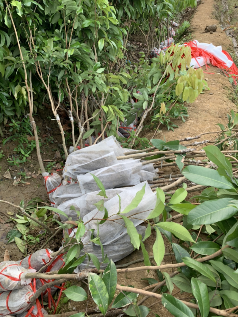 仙进奉荔枝苗