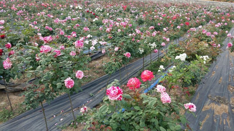 棒棒糖月季树果汁阳台蓝色风暴月季树批发月季花批发