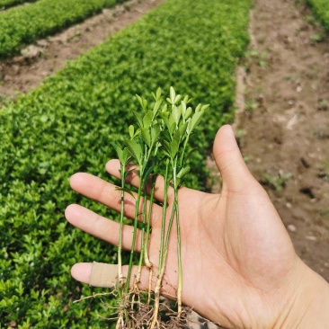 枳壳苗【可开检疫证】构橘芽苗枳壳芽苗