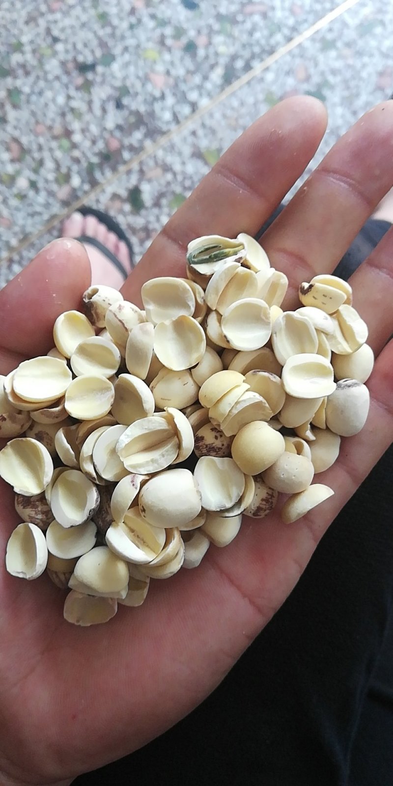 磨皮白碎莲白边莲开边白莲子特级湘白边