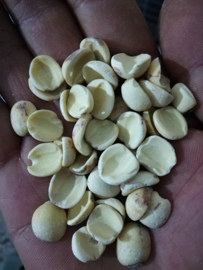 磨皮白碎莲白边莲开边白莲子特级湘白边
