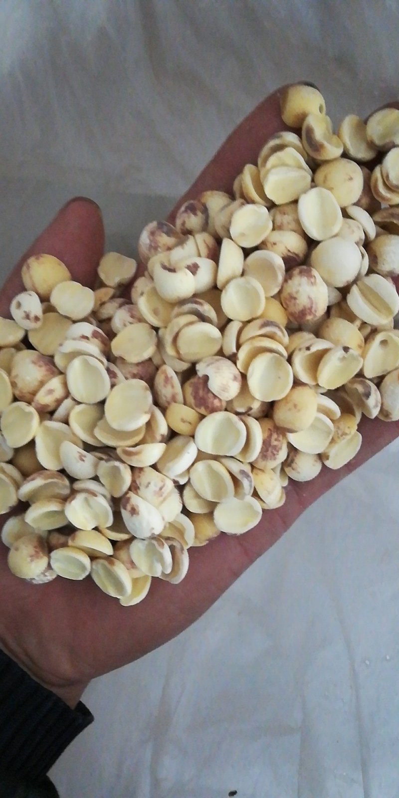 磨皮白碎莲白边莲开边白莲子特级湘白边