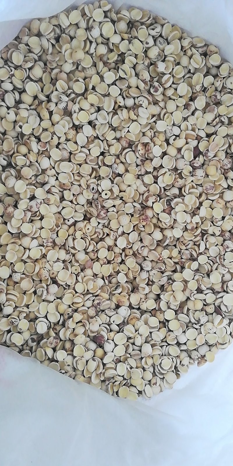 磨皮白碎莲白边莲开边白莲子特级湘白边