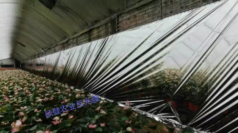 万福通苹果反光膜地膜葡萄苹果桃子打孔镀铝反光膜