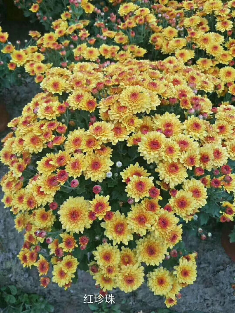 菊花菊花苗夏菊苗乒乓球苗现货秒发！