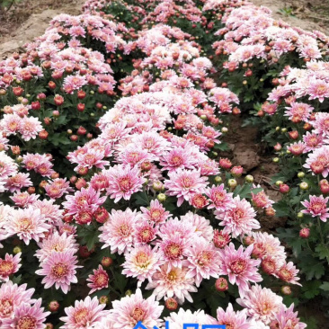 菊花菊花苗夏菊苗乒乓球苗现货秒发！