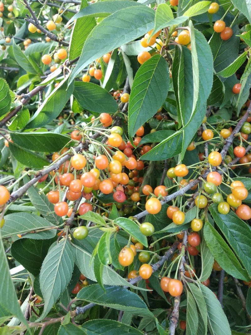 山樱花种子