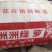 绿萝室内盆栽净化空气包邮发货12颗一箱起批