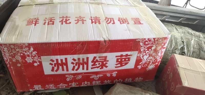绿萝室内盆栽净化空气包邮发货12颗一箱起批