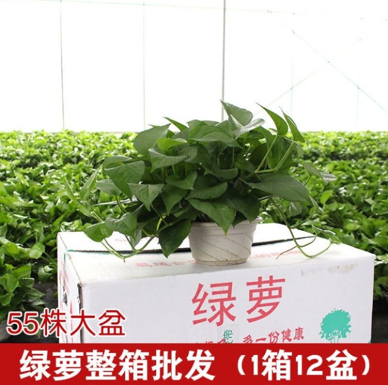 绿萝室内盆栽净化空气包邮发货12颗一箱起批