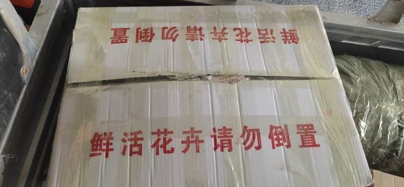 绿萝室内盆栽净化空气包邮发货12颗一箱起批