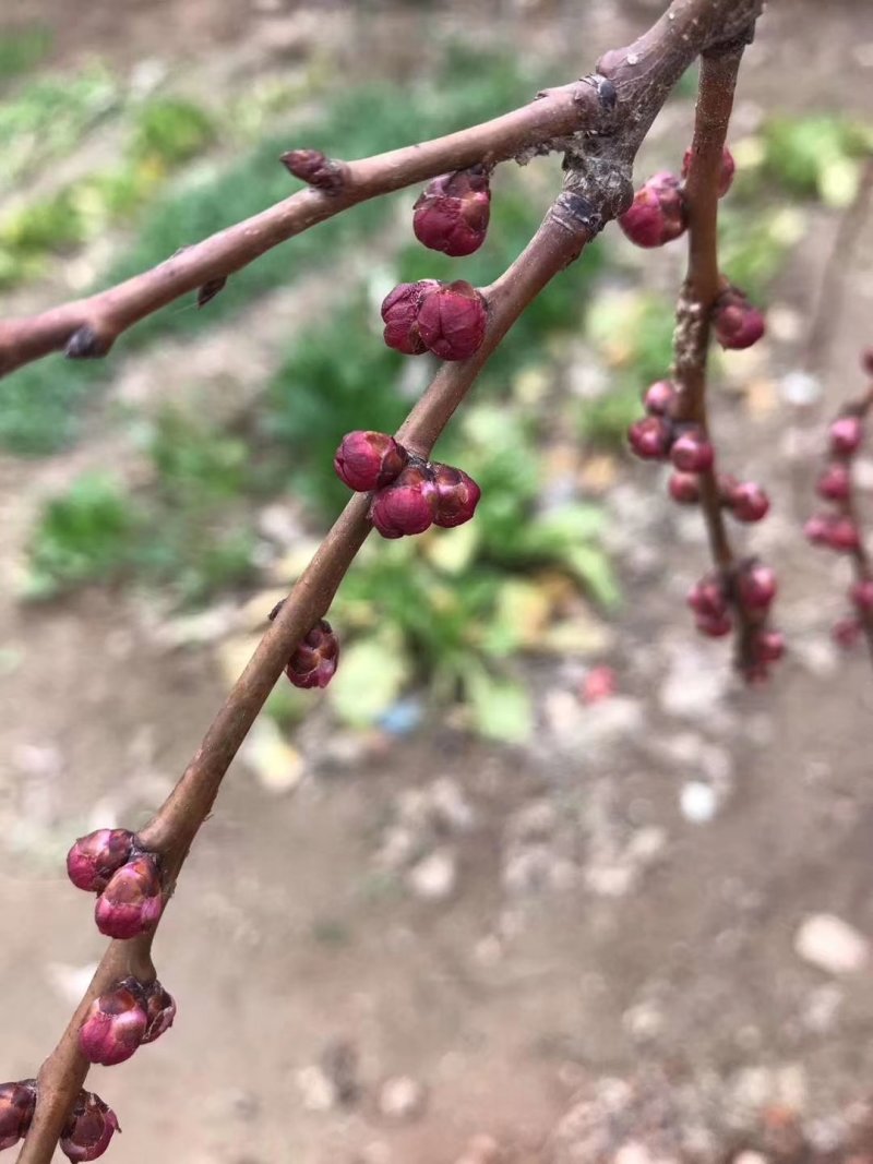 518油桃支持视频看货，露天水果口感好