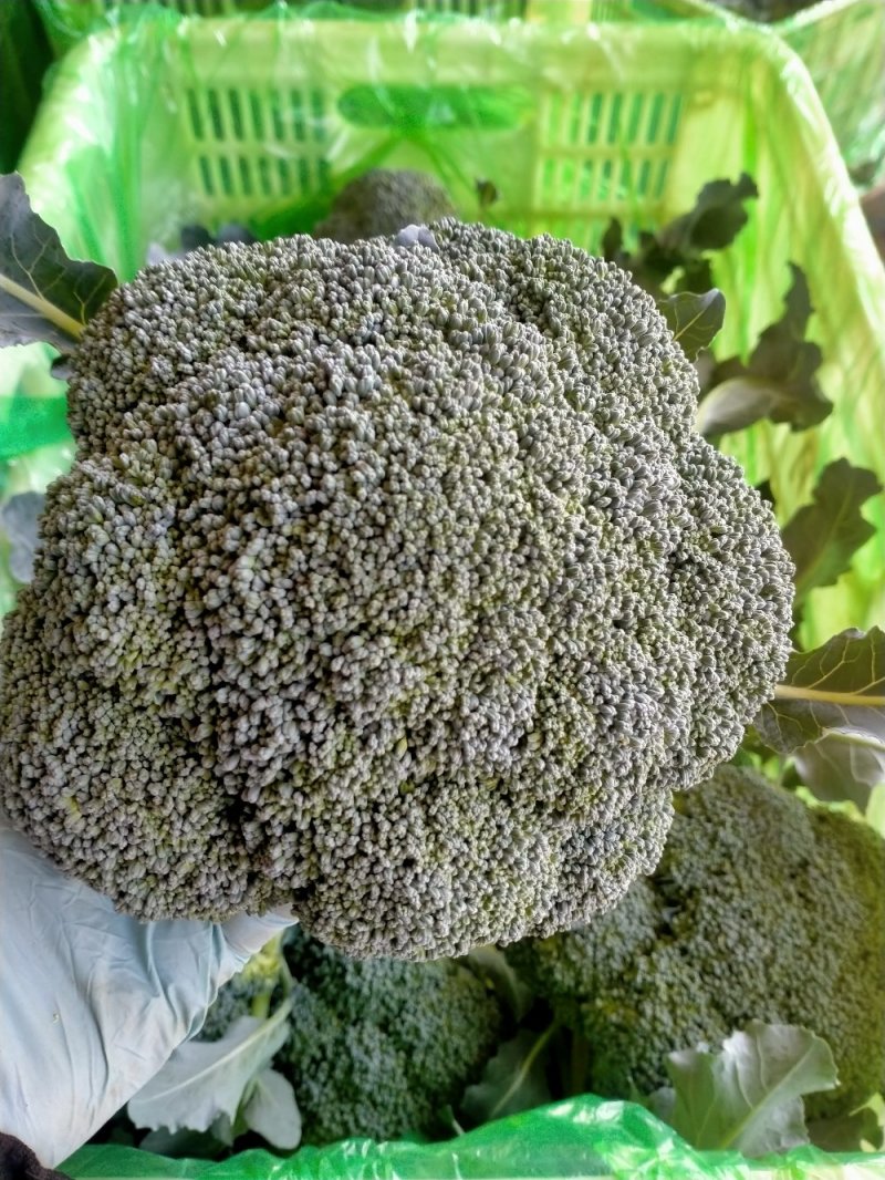 西兰花大量上市可供超市可发往全国各地，量大优惠
