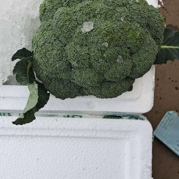 西兰花大量上市可供超市可发往全国各地，量大优惠