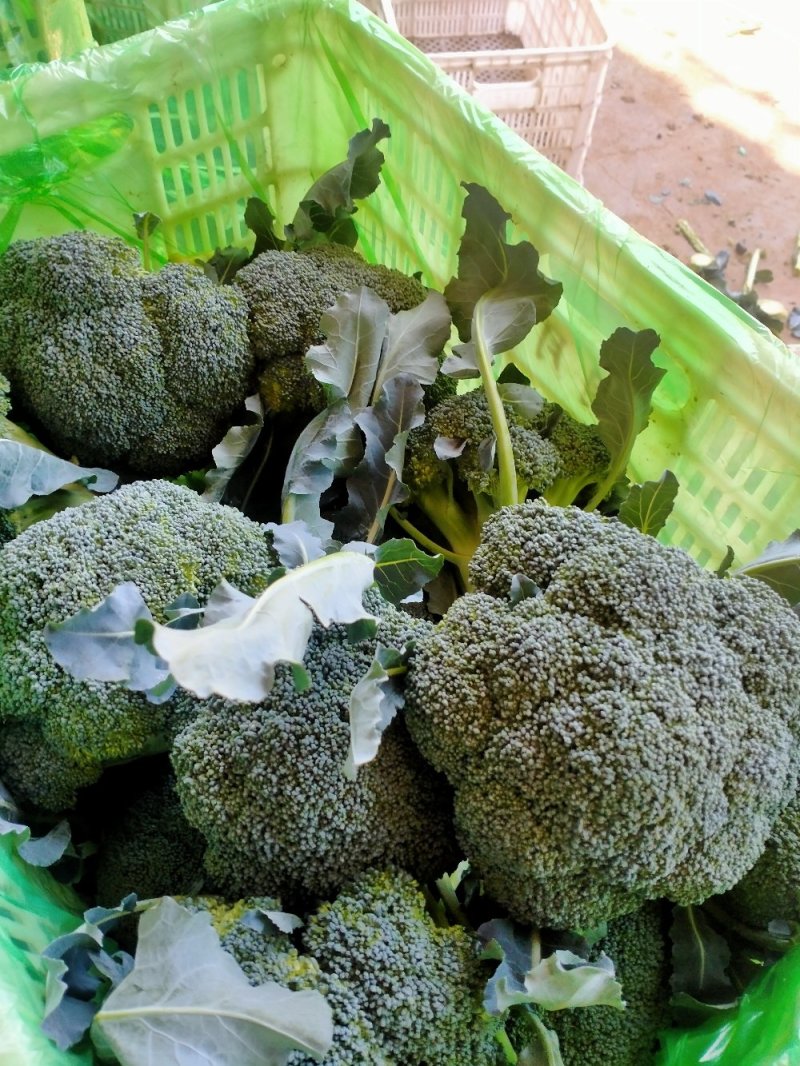 西兰花大量上市可供超市可发往全国各地，量大优惠
