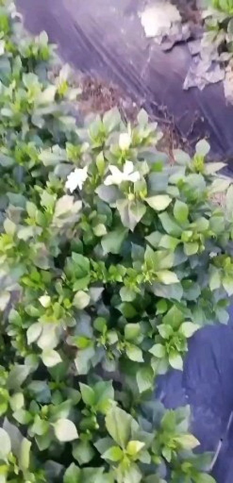 栀子花，大叶，小叶，海栀，四季栀都有量有货长年供应.有需要的