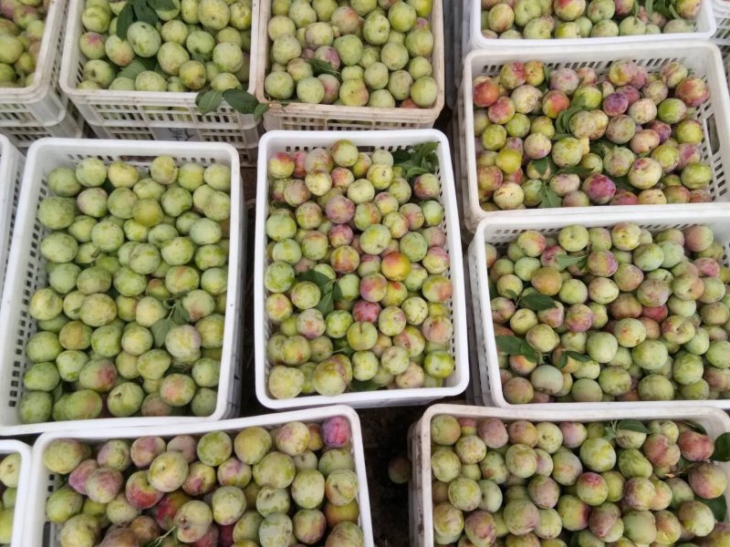 菊早红，六月子，上市中支持视频看货，味道好