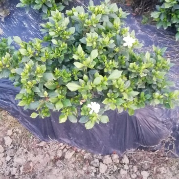栀子花，大叶，小叶，海栀，四季栀都有量有货长年供应.有需要的