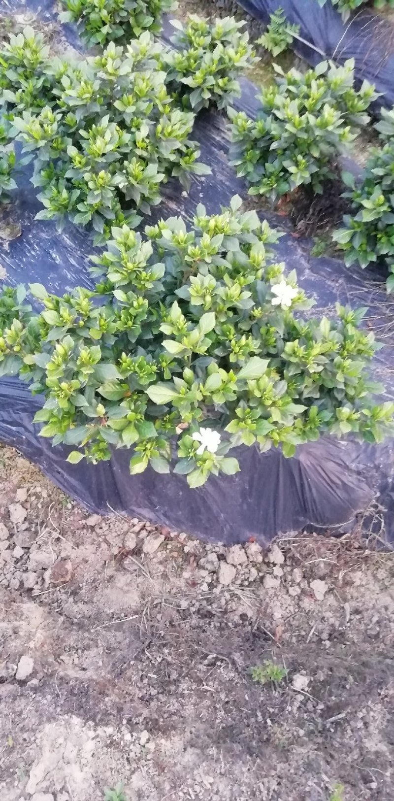 栀子花，大叶，小叶，海栀，四季栀都有量有货长年供应.有需要的