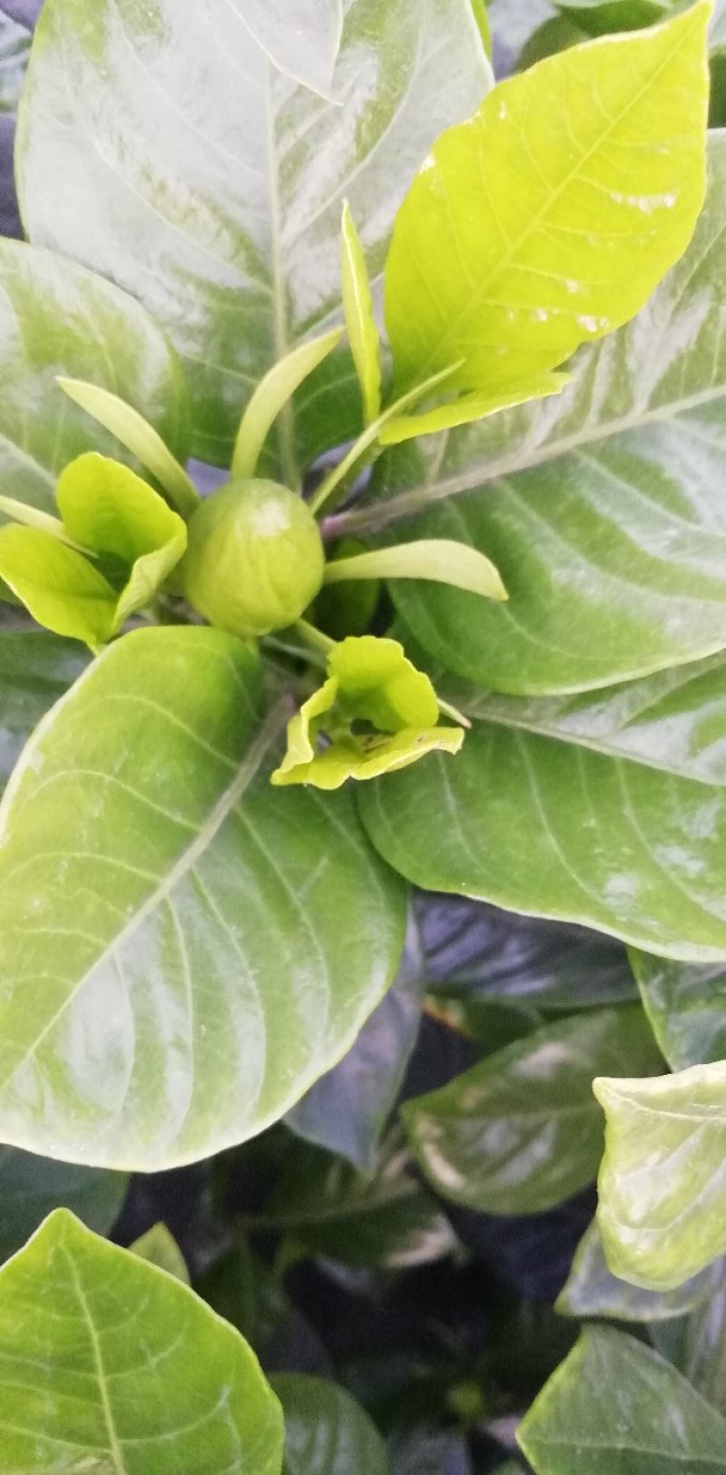 栀子花，大叶，小叶，海栀，四季栀都有量有货长年供应.有需要的