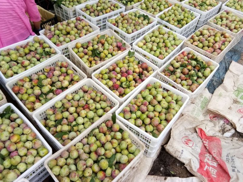 菊早红，六月子，上市中支持视频看货，味道好