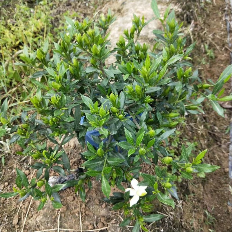 栀子花，大叶，小叶，海栀，四季栀都有量有货长年供应.有需要的