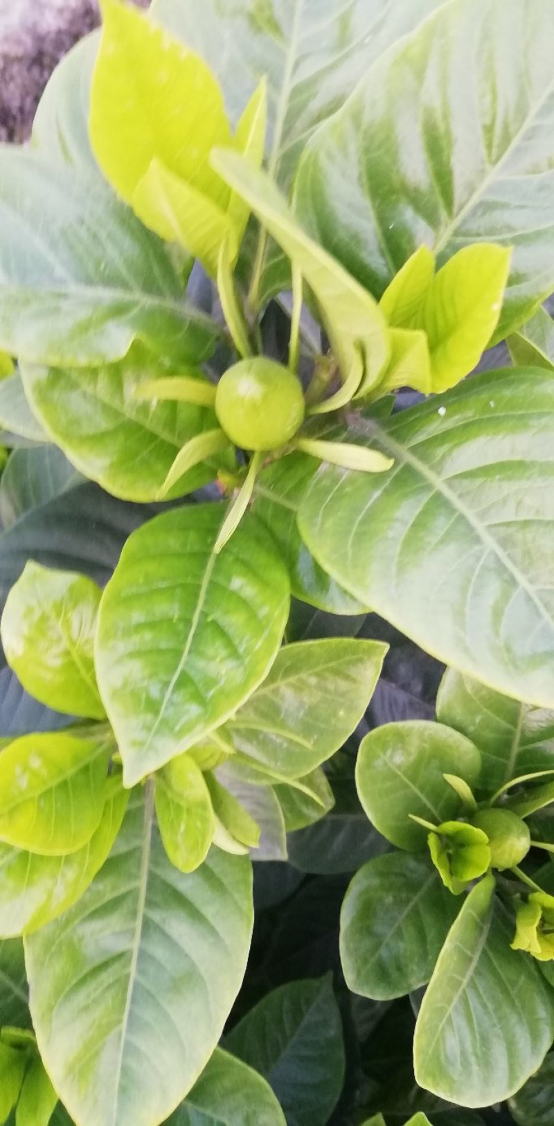 栀子花，大叶，小叶，海栀，四季栀都有量有货长年供应.有需要的