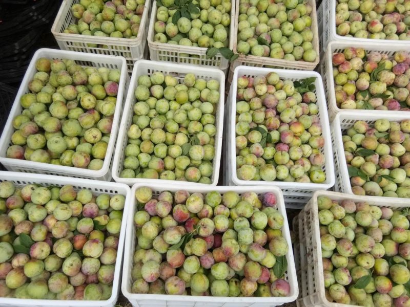 菊早红，六月子，上市中支持视频看货，味道好