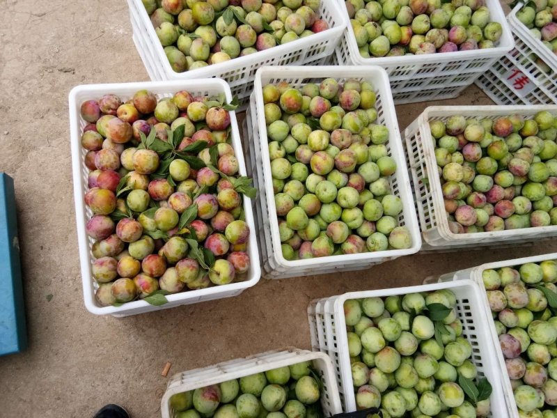 菊早红，六月子，上市中支持视频看货，味道好