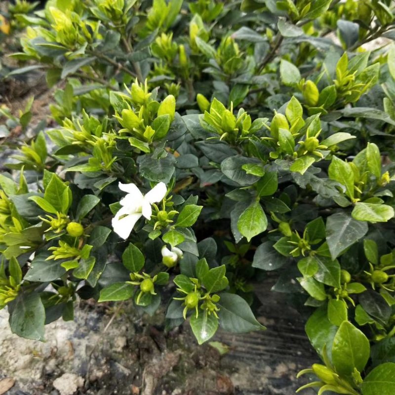 栀子花，大叶，小叶，海栀，四季栀都有量有货长年供应.有需要的
