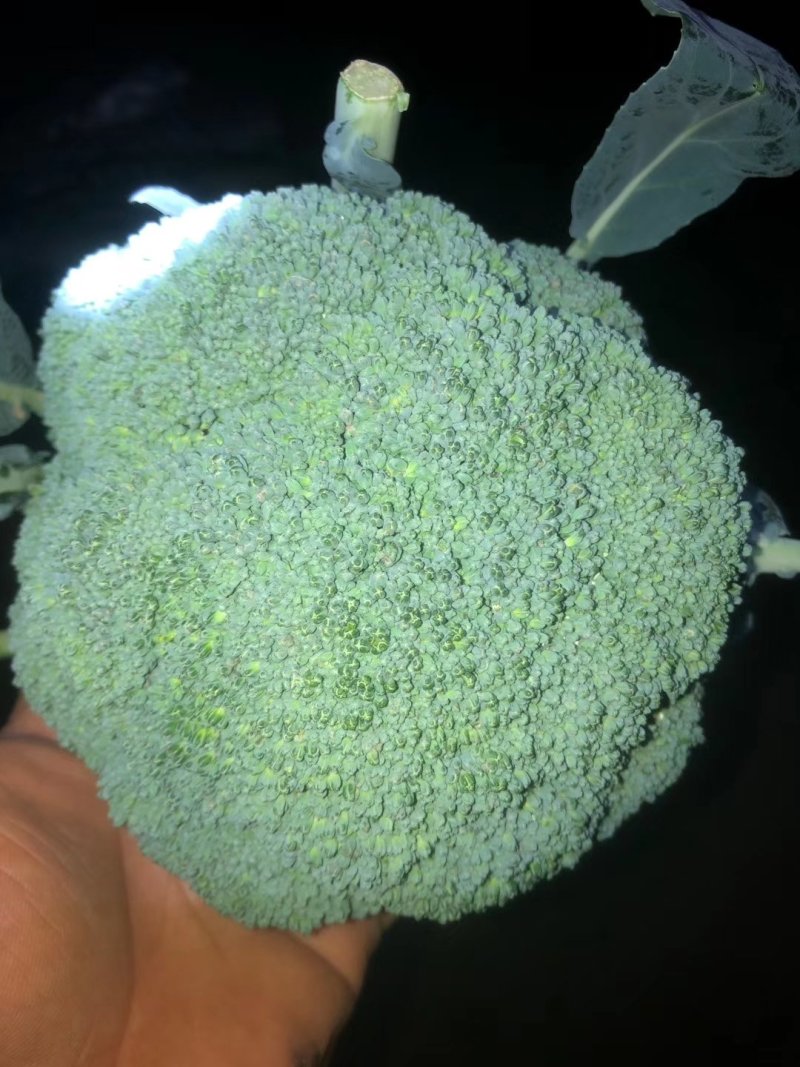西兰花大量上市可供超市可发往全国各地，量大优惠