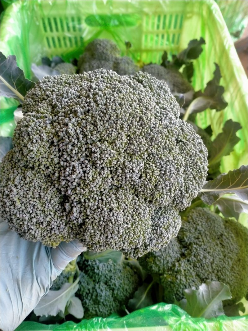 西兰花大量上市可供超市可发往全国各地，量大优惠