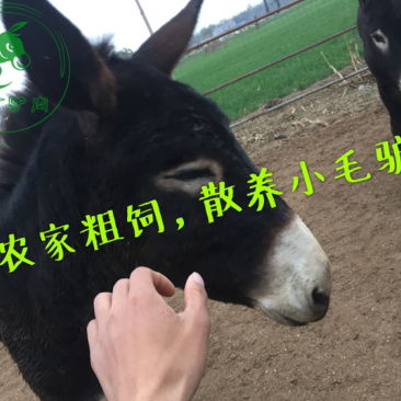 【优质活驴价格】优质驴苗成年驴杀肉成品驴德州驴三粉