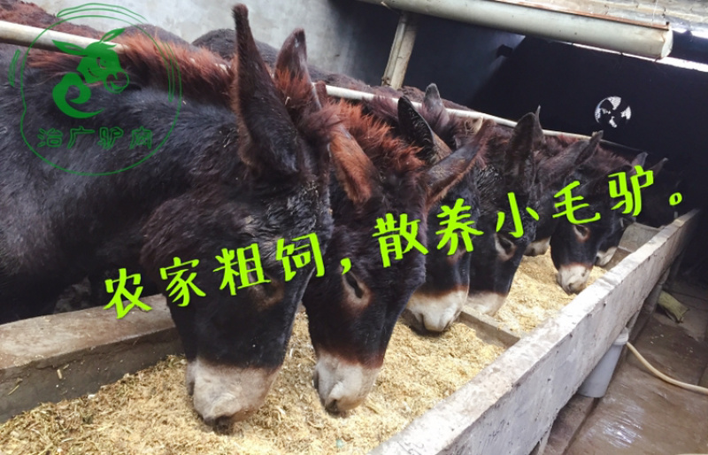【优质活驴价格】优质驴苗成年驴杀肉成品驴德州驴三粉